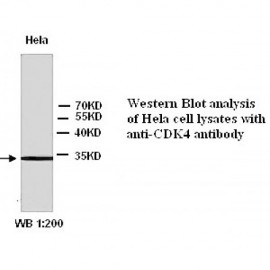 CDK4 Antibody