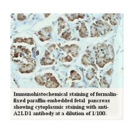 A2LD1 Antibody