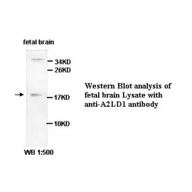 A2LD1 Antibody