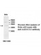  AADACL3 Antibody