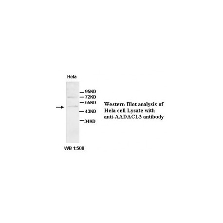  AADACL3 Antibody