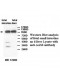  AADACL4Antibody