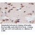 ABCA10 Antibody