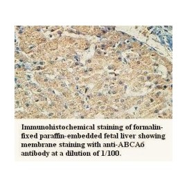 ABCA6 Antibody