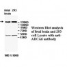 ABCA6 Antibody