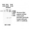 ABCC1 Antibody