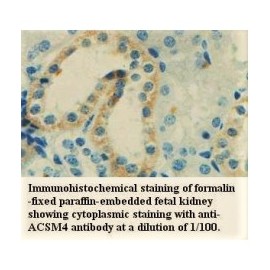 ACSM4 Antibody