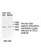 ACTBL2 Antibody