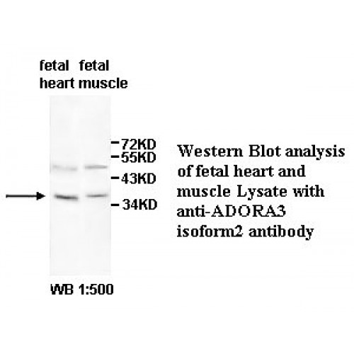ADORA3 Isoform 2 Antibody