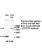 AGPHD1 Antibody