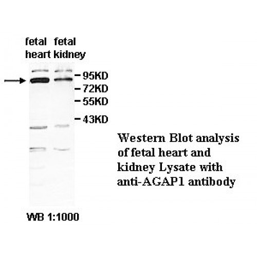 AGAP1 Antibody