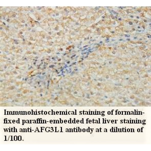 AFG3L1 Antibody