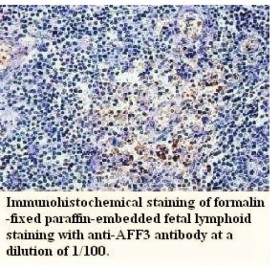 AFF3 Antibody