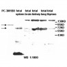 ABCG1 Antibody
