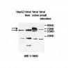 ABCG5 Antibody