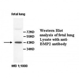 BMP2 Antibody