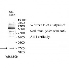 AIF1 Antibody