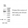 AIF1 Antibody