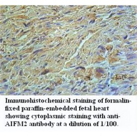 AIFM2 Antibody