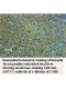 ABCC2 Antibody