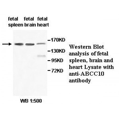 ABCC10 Antibody