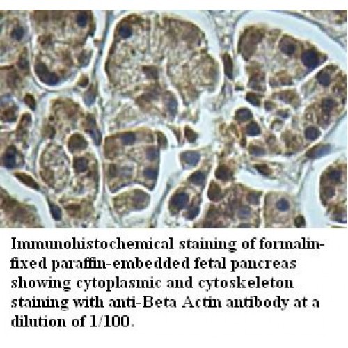 Beta Actin Antibody