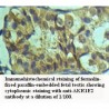 AKR1E2 Antibody