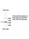 AKR1E2 Antibody