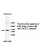 AKR7L Antibody