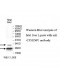 TP53INP1 Antibody
