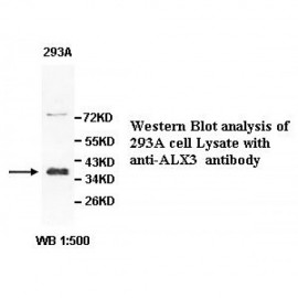 ALX3 Antibody