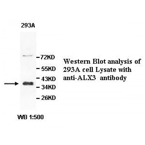 ALX3 Antibody