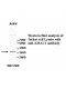 AMAC1 Antibody