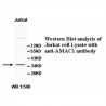 AMAC1 Antibody
