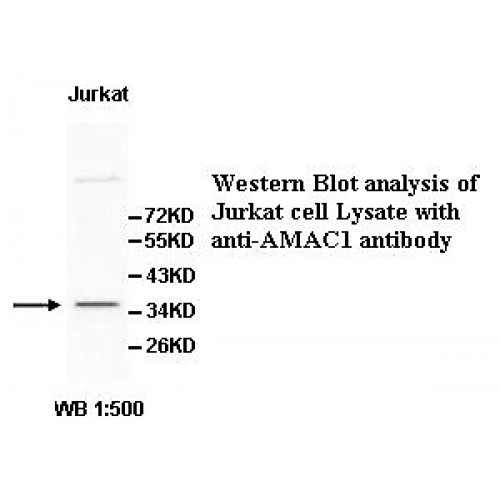 AMAC1 Antibody