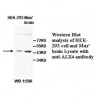 ALX4 Antibody