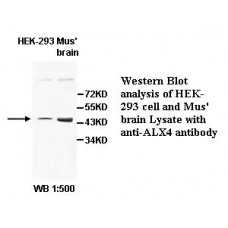 ALX4 Antibody