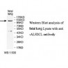 ALS2CL Antibody