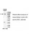 ALS2CL Antibody