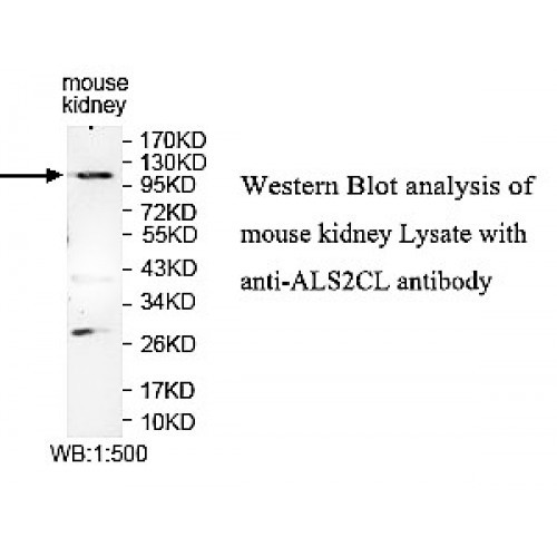 ALS2CL Antibody