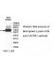 CACNB1 Antibody