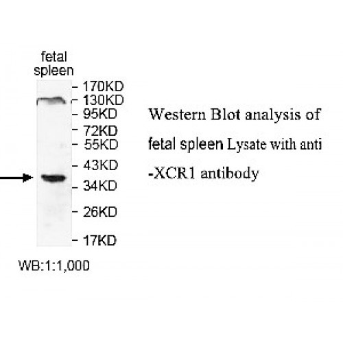XCR1 Antibody