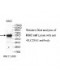 CACNB1 Antibody