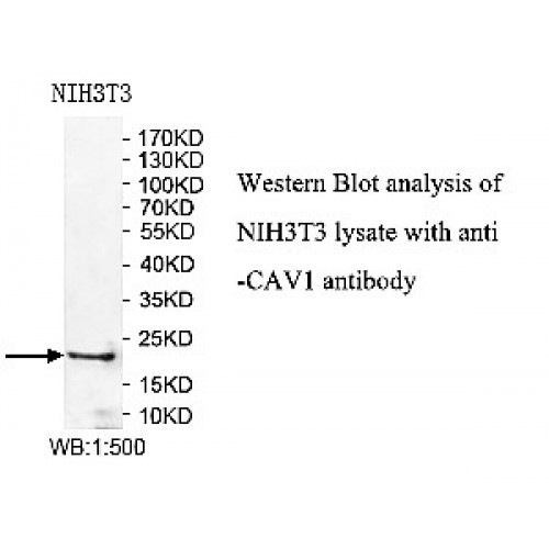 CAV1 Antibody