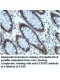CITED2 Antibody
