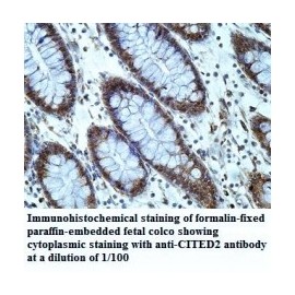 CITED2 Antibody