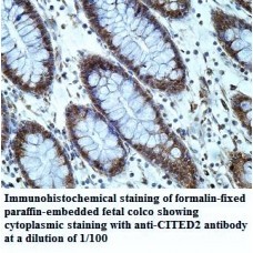 CITED2 Antibody