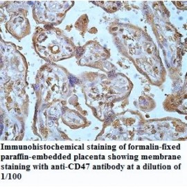 CD47 Antibody