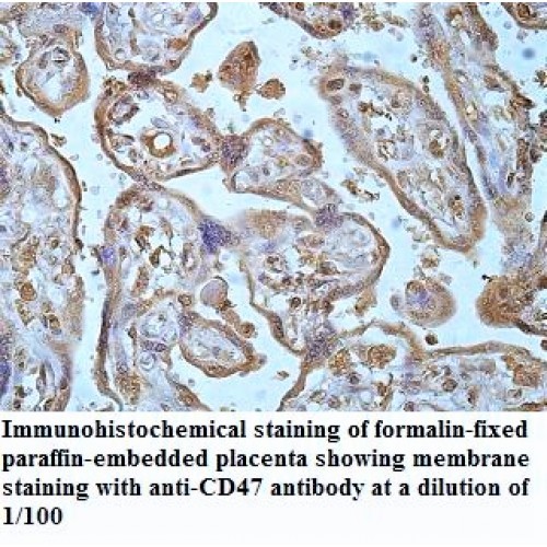 CD47 Antibody