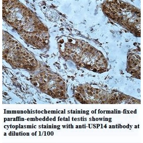 USP14 Antibody